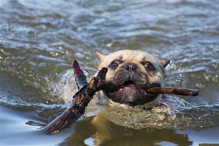 Fransk bulldog Alonso [Loke] billede 3