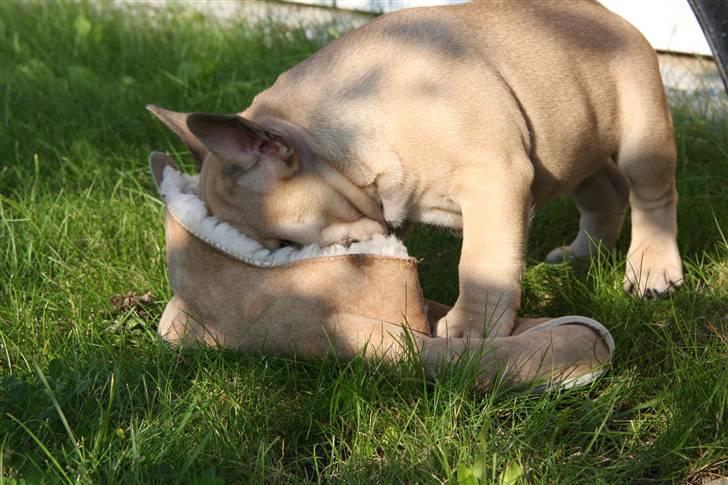 Fransk bulldog Alonso [Loke] billede 4