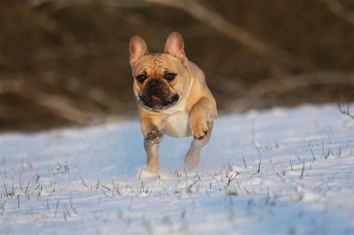 Fransk bulldog Alonso [Loke] billede 5