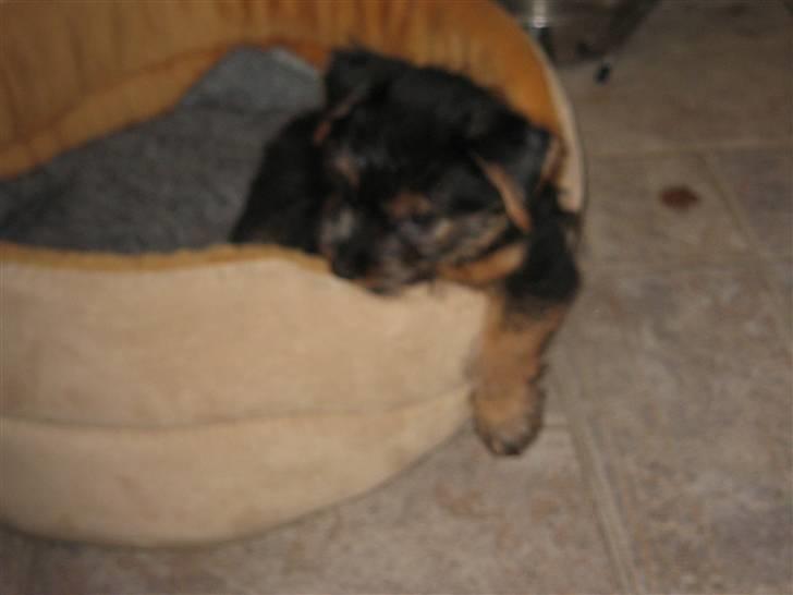 Norfolk terrier Nala - Et af mange hvile steder billede 2