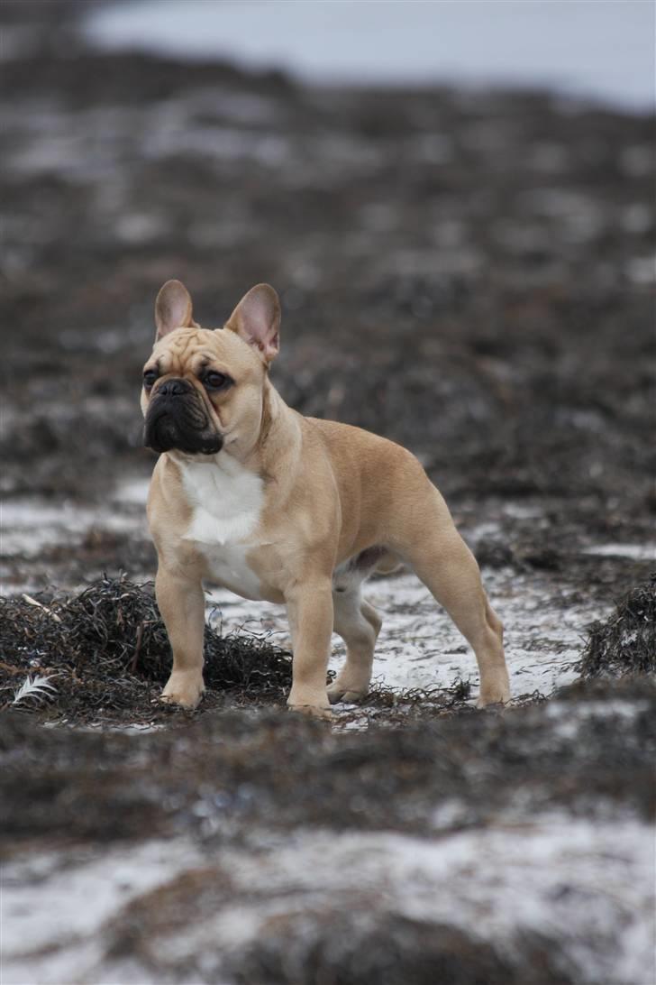 Fransk bulldog Alonso [Loke] billede 6