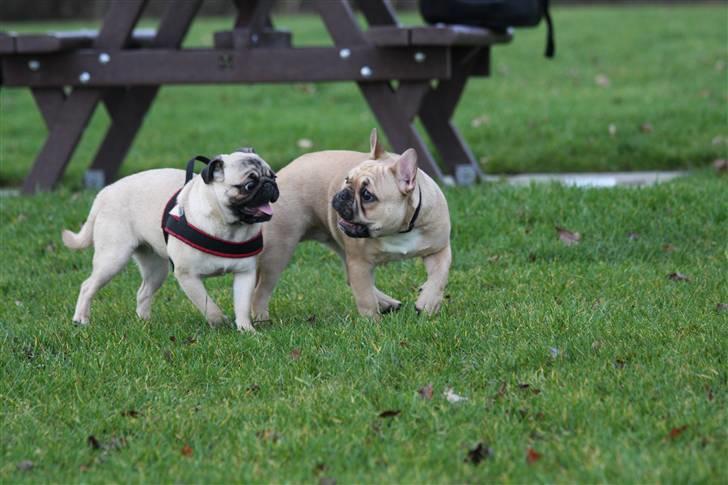 Fransk bulldog Alonso [Loke] billede 7