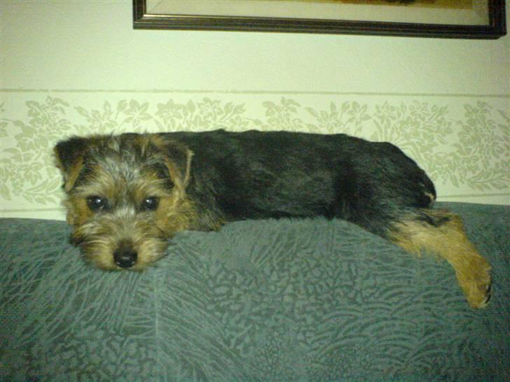 Norfolk terrier Nala - Man kan hvile alle steder billede 3
