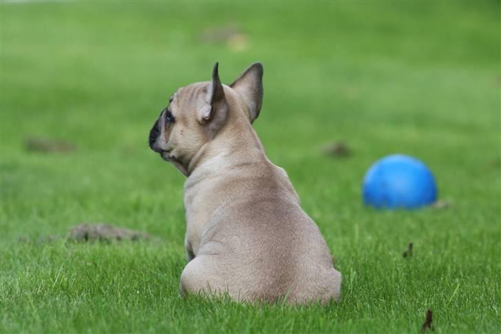 Fransk bulldog Alonso [Loke] billede 8