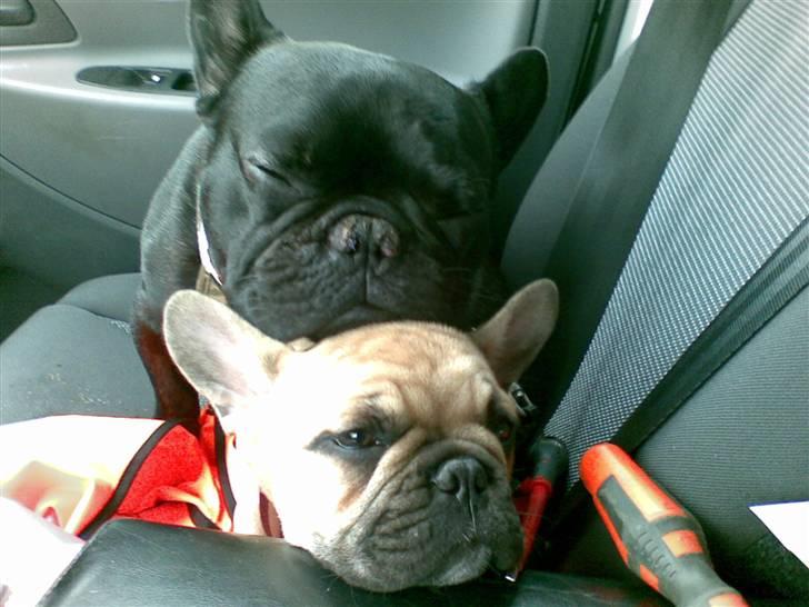 Fransk bulldog Alonso [Loke] billede 9