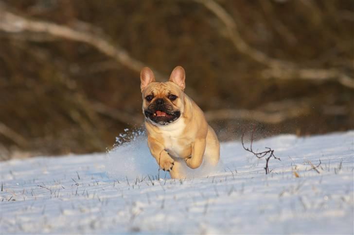 Fransk bulldog Alonso [Loke] billede 10