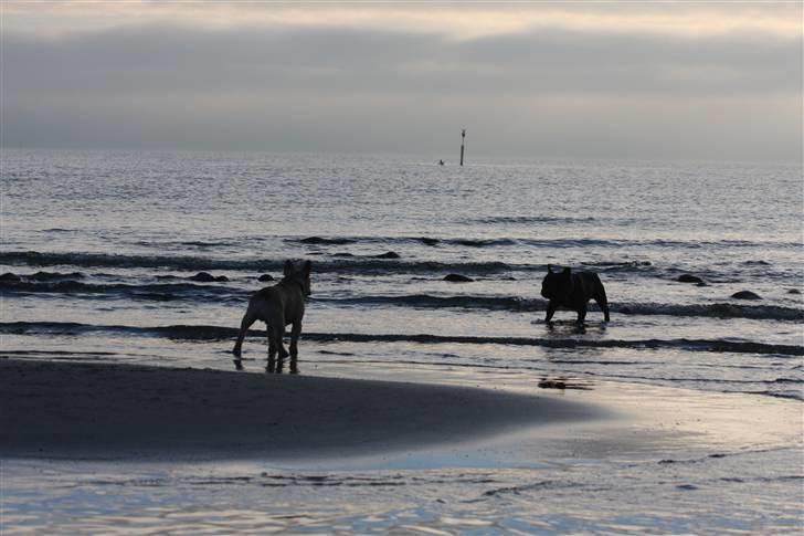 Fransk bulldog Alonso [Loke] billede 11