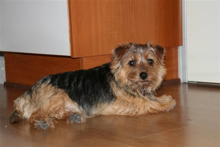 Norfolk terrier Nala billede 4