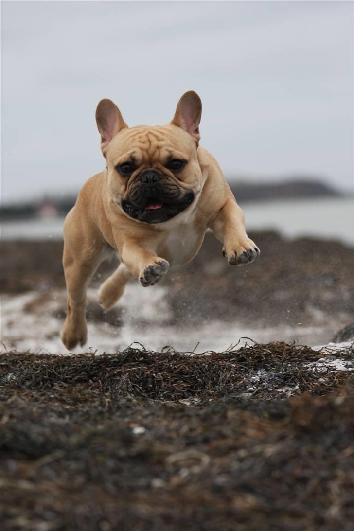 Fransk bulldog Alonso [Loke] billede 12