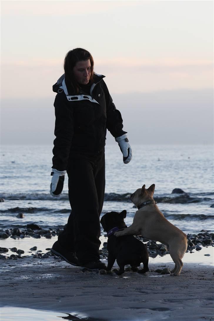 Fransk bulldog Alonso [Loke] billede 13