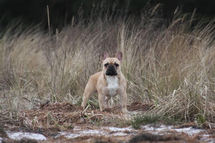 Fransk bulldog Alonso [Loke] billede 14
