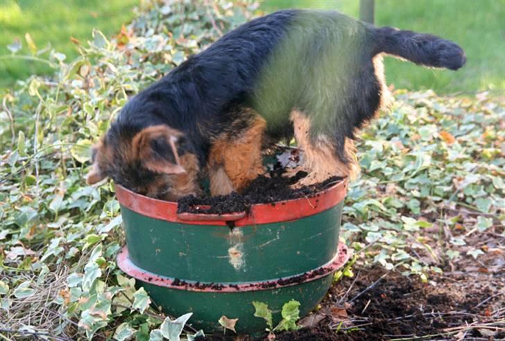 Norfolk terrier Nala - Tid til havearbejde.(lidt utydeligt, taget gennem rude) billede 5