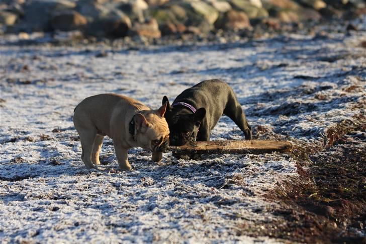 Fransk bulldog Alonso [Loke] billede 15