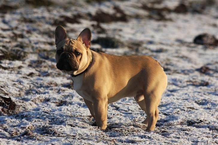 Fransk bulldog Alonso [Loke] billede 16