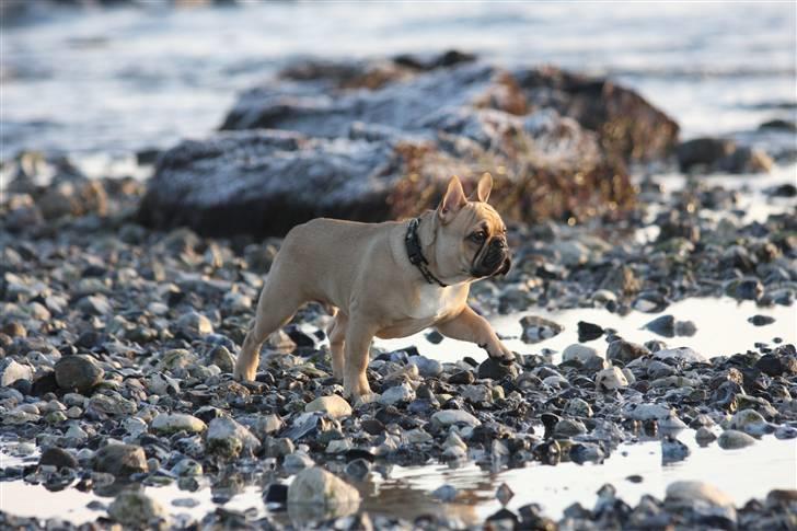 Fransk bulldog Alonso [Loke] billede 17