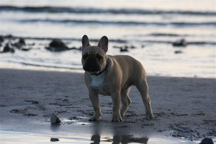 Fransk bulldog Alonso [Loke] billede 18