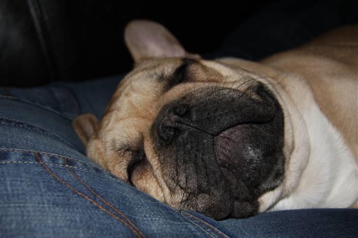 Fransk bulldog Alonso [Loke] billede 19