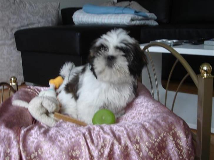 Shih tzu Rosa billede 6