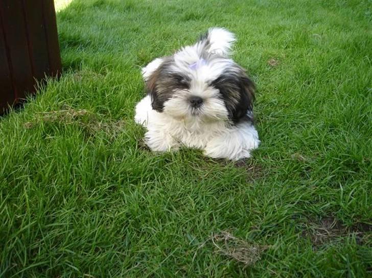 Shih tzu Rosa billede 7