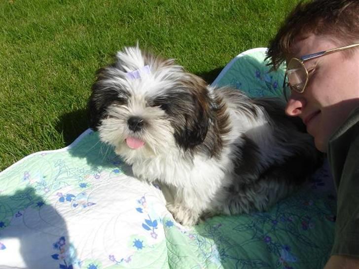 Shih tzu Rosa billede 8