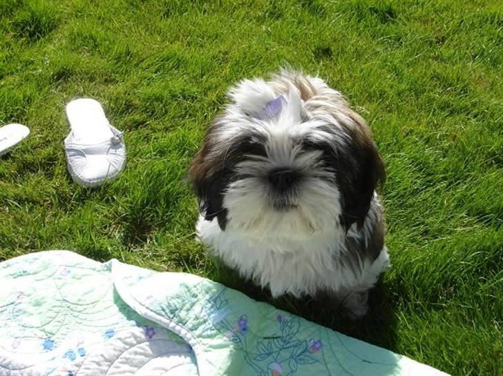 Shih tzu Rosa billede 9