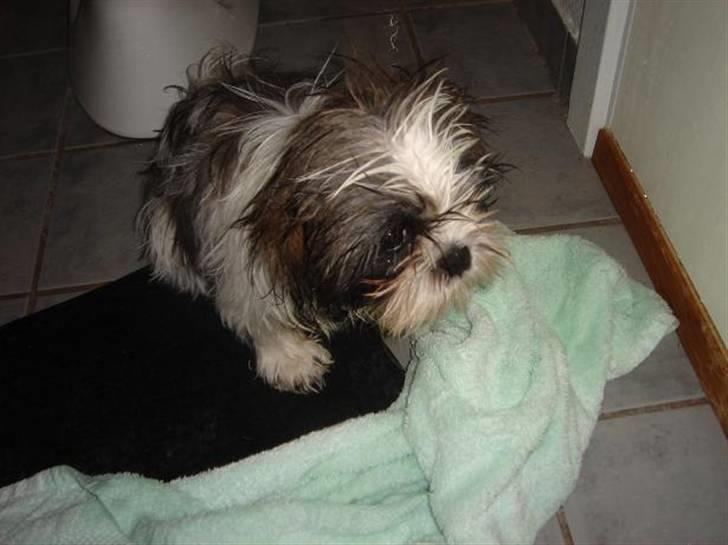 Shih tzu Rosa billede 11