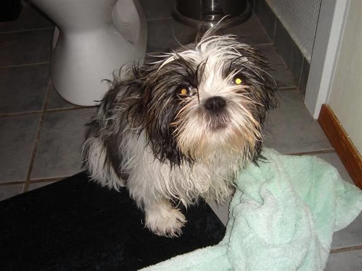 Shih tzu Rosa billede 12