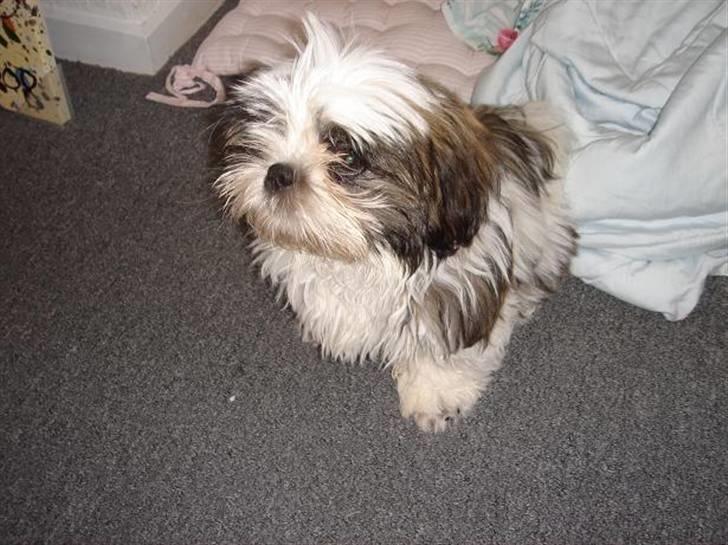 Shih tzu Rosa billede 14