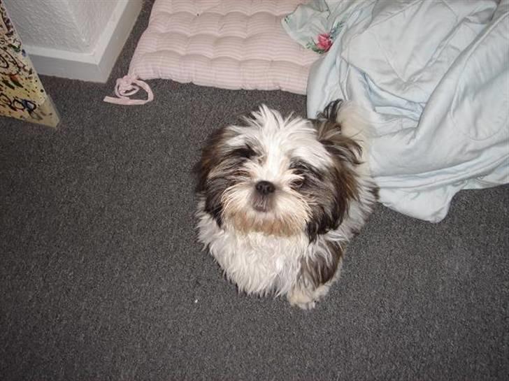 Shih tzu Rosa billede 15