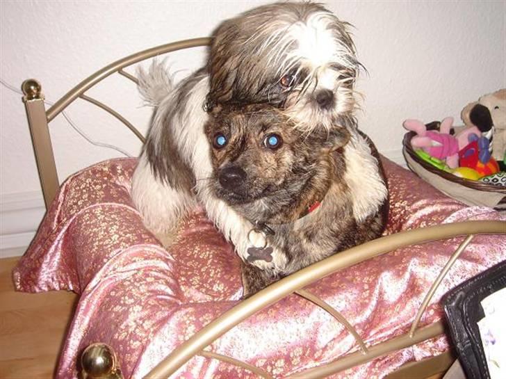 Shih tzu Rosa billede 16