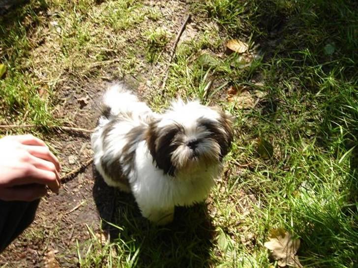 Shih tzu Rosa billede 17