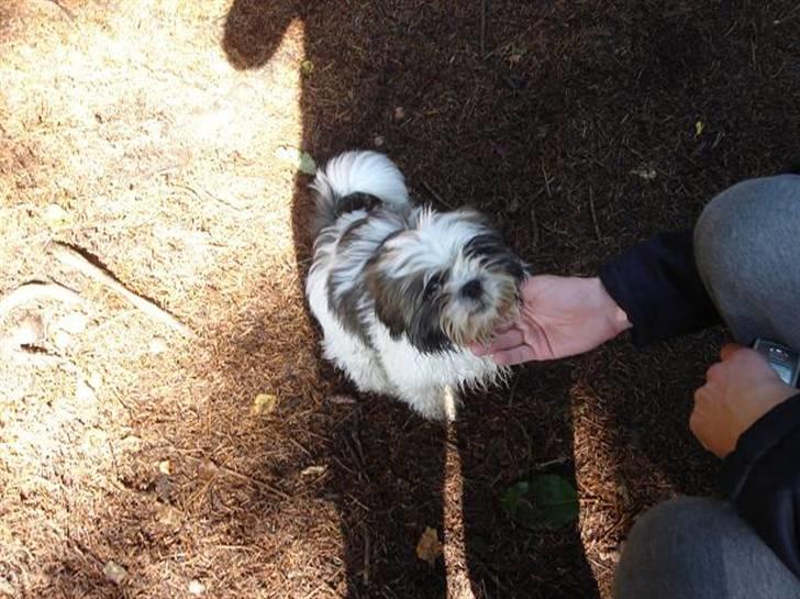 Shih tzu Rosa billede 18