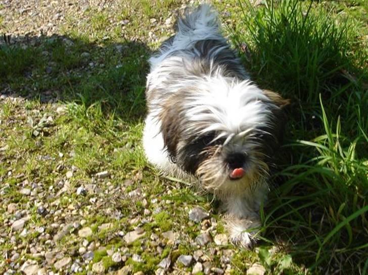 Shih tzu Rosa billede 19