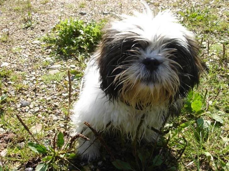 Shih tzu Rosa billede 20