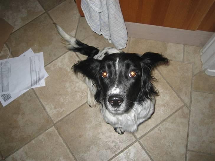 Engelsk springer spaniel Freia <3 - Billed ¤2 - Fotograf: Mig. Blink Blink<3 billede 2