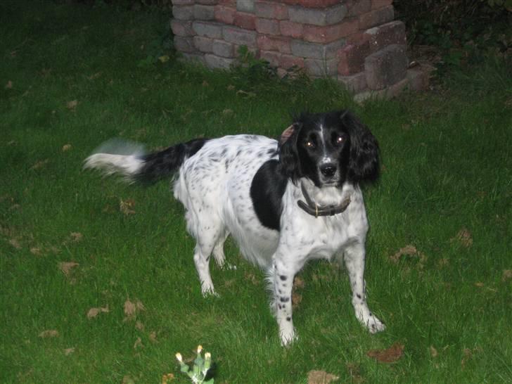 Engelsk springer spaniel Freia <3 - Billed ¤3 - Fotograf: Mig igen (; Vi er i havnen denne aften og hygger <3 billede 3
