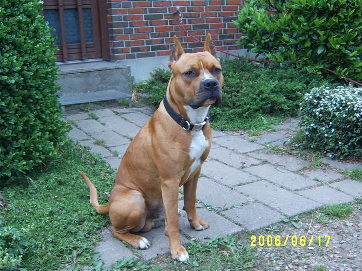 Amerikansk staffordshire terrier Simba R.i.p billede 1
