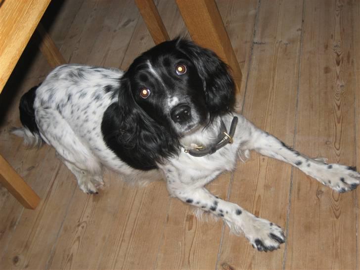 Engelsk springer spaniel Freia <3 - Billed ¤4 - Fotograf: Mor.. Hun er ved og være tæmmelig pære formet af sin gravidtet(staves) (: billede 4