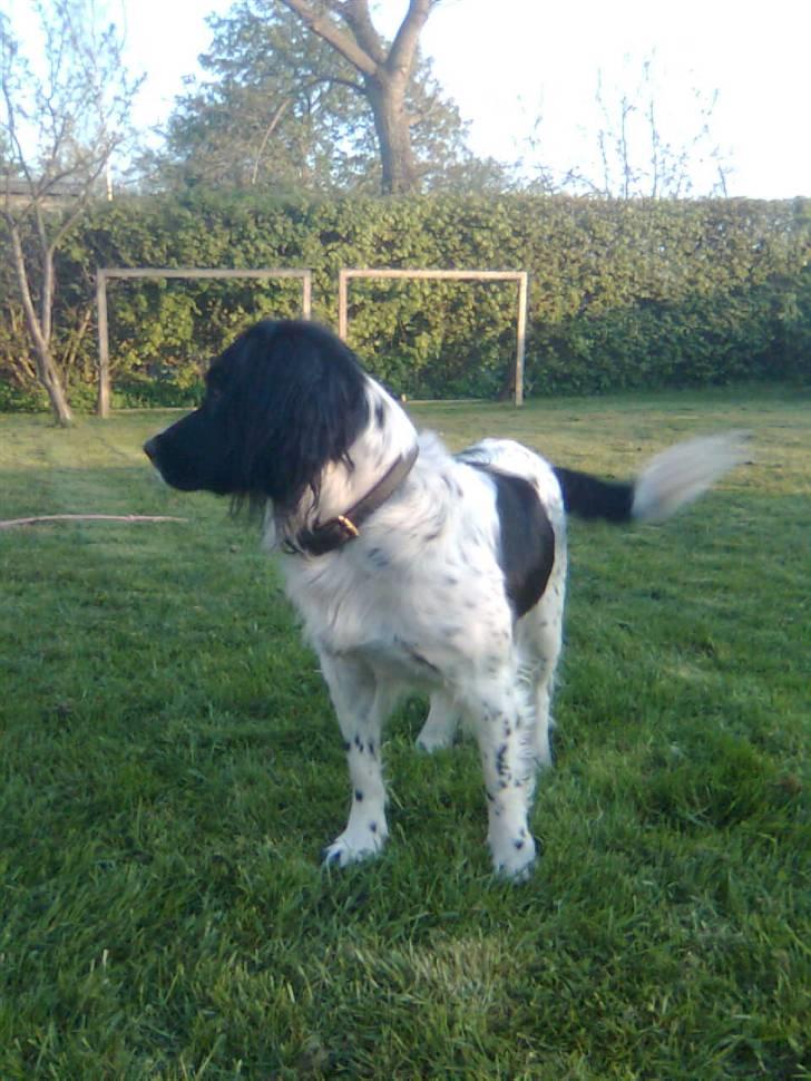 Engelsk springer spaniel Freia <3 - Billed ¤5 - Fotograf: Mig (: Ude i haven.. billede 5