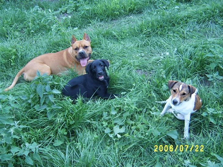 Amerikansk staffordshire terrier Simba R.i.p billede 2