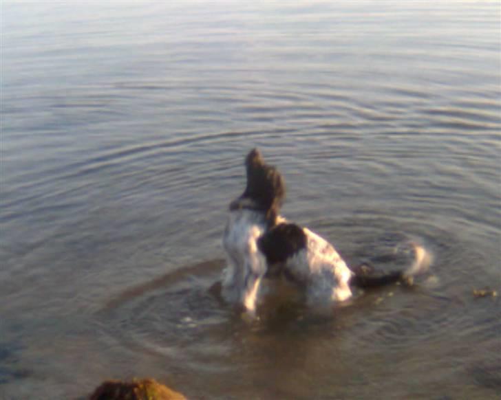 Engelsk springer spaniel Freia <3 - Billed ¤6 - Fotograf: Mig<3 Weee.. Endelig ud og bade, her hopper hun efter en sten (: billede 6