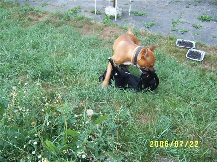 Amerikansk staffordshire terrier Simba R.i.p billede 3