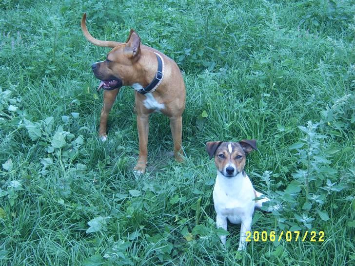 Amerikansk staffordshire terrier Simba R.i.p billede 4