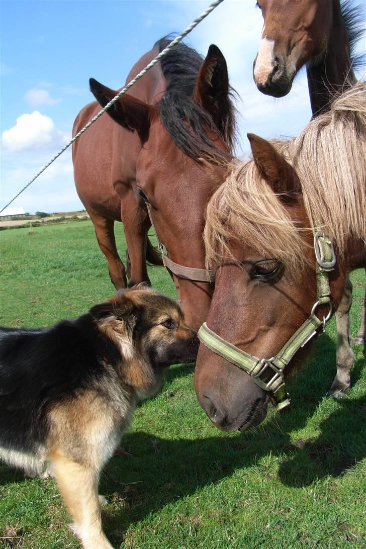 Islandsk fårehund svala - mys til felix<3 billede 15