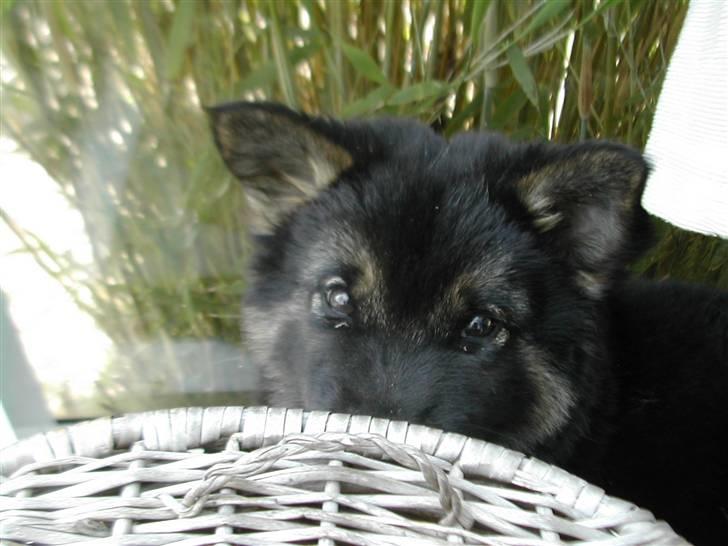 Islandsk fårehund svala - kuk kuk xD svala som hvalp :) <3 billede 18