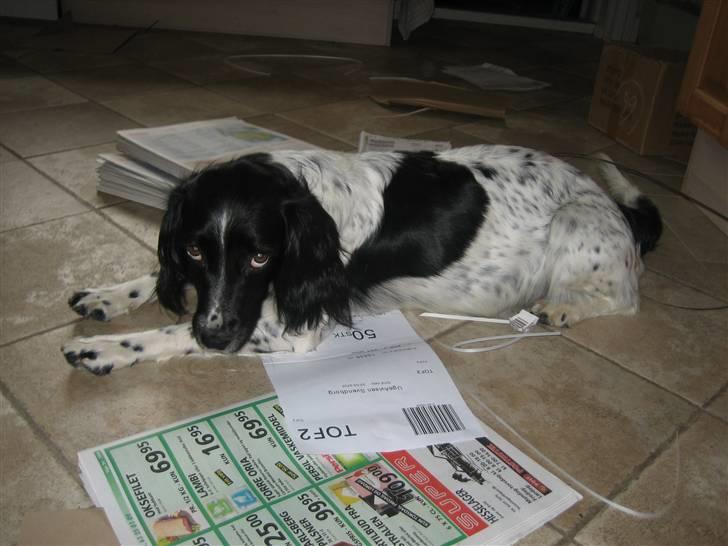 Engelsk springer spaniel Freia <3 - Billed ¤7 - Fotograf: Mig, lige inden jeg skulle ud med reklamer); billede 7