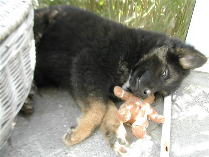 Islandsk fårehund svala - det er så nutted det her billed :o) billede 20