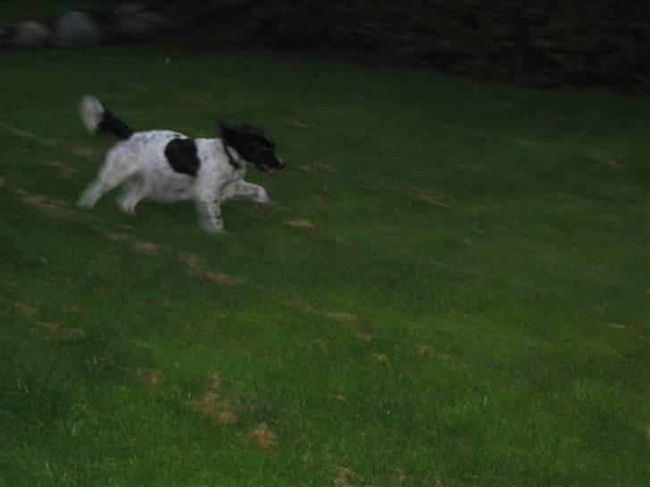Engelsk springer spaniel Freia <3 - Billed ¤8 - Fotograf: Mig! En aften med hygge og efter løben ude i haven <3 billede 8