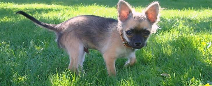 Chihuahua Obelix - 4 mdr gammel billede 6