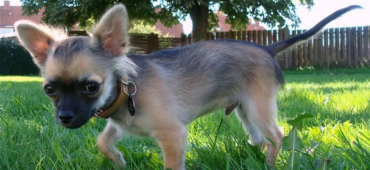 Chihuahua Obelix - 4 mdr gammel billede 7